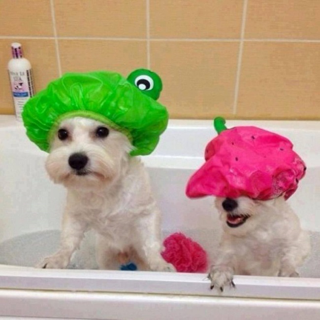 shower caps for pets shower caps for pets